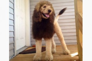 lion dog