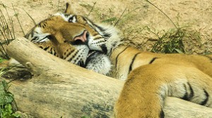 tiger_sleeping