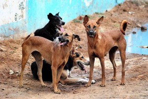 Street-Dogs-India