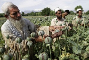 Afghanistan Opium