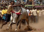 jallikattu