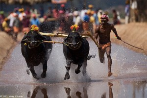 Kambala_BuffaloRace