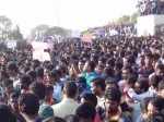 jallikattu-protestt