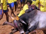 jallikattu3-600